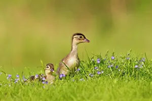 Galericulata: Mandarin - ducklings in flowers