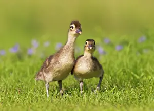 Galericulata: Mandarin - ducklings in flowers