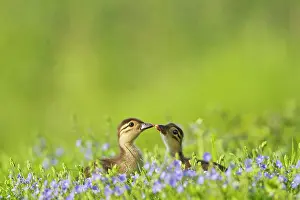Galericulata: Mandarin - ducklings in flowers