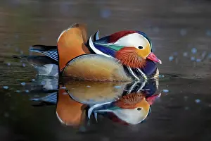Mandarin: Mandarin ducks (Aix galericulata), Bochum, North