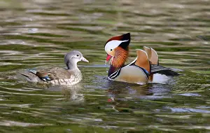 Mandarin: Mandarin ducks (Aix galericulata) couple courtship