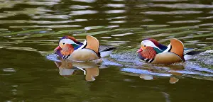 Mandarin: Mandarin ducks (Aix galericulata) males on water