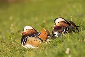 Mandarin: Mandarin ducks (Aix galericulata) in a meadow, pair