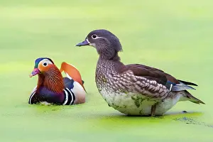 Mandarin: Mandarin ducks (Aix galericulata) Pair, Bochum