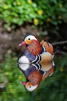 Mandarin: Mandarin ducks (Aix galericulata) reflected on the