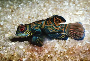 Synchiropus: MANDARIN FISH