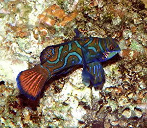 Splendidus: Mandarin Fish - shallow coastal waters