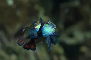 Visayan: Mandarin fish, Synchiropus splendidus, pairing, Light house