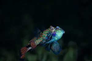 Visayan: Mandarin fish, Synchiropus splendidus, pairing, Light house