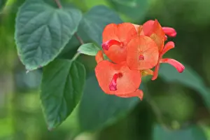 Sanguinea: Mandarin Hat