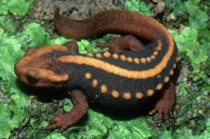 Salamandridae: Mandarin Newt