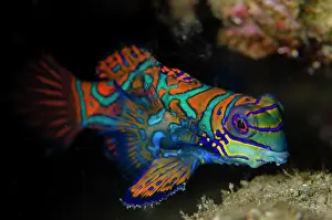 Banded: Mandarinfish