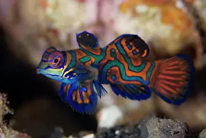 Line: Mandarinfish