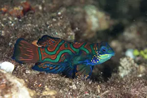 Splendidus: Mandarinfish - dusk dive