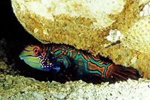 Splendidus: Mandarinfish, highly prized species for home aquariums