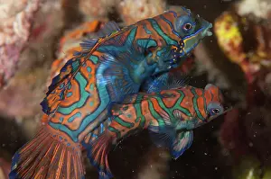 Splendidus: Mandarinfish Mating pair with ornate markings amongst