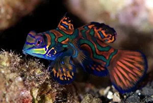 Splendidus: Mandarinfish with ornate markings