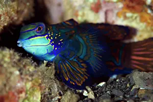 Splendidus: Mandarinfish with ornate markings