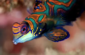 Splendidus: Mandarinfish with ornate markings
