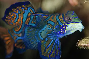 Splendidus: Mandarinfish - with ornate markings
