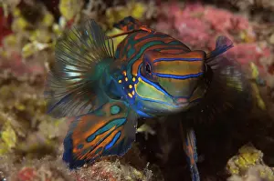 Splendidus: Mandarinfish with ornate markings amongst coral