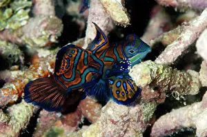 Splendidus: Mandarinfish with ornate markings amongst coral