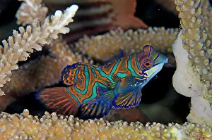 Splendidus: Mandarinfish with ornate markings inside coral Bianca