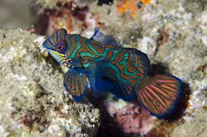 Mandarinfishes: Mandarinfish - with ornate markings - Maulana