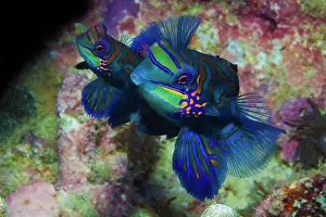 Splendidus: Mandarinfishes (Synchiropus splendidus) mating