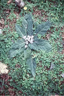 Allen Paterson: MANDRAKE