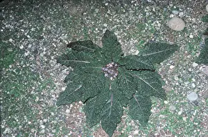 Drugs: MANDRAKE FLOWER