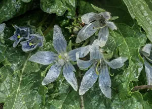 Apple: Mandrake, Mandragora officinarum, in flower in spring