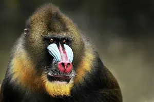 Frontview: Mandrill