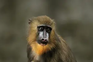 Mandrillus: Mandrill