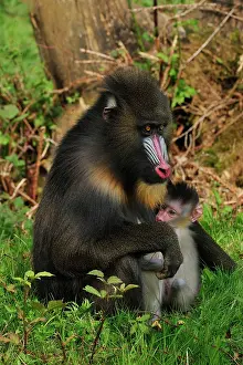 Mandrill: Mandrill - adult with baby