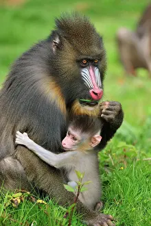 Mandrillus: Mandrill - adult with baby
