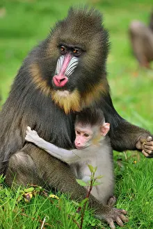 Mandrillus: Mandrill - adult with baby