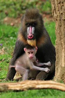 Mandrillus: Mandrill - adult with baby