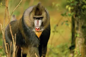 Beards: MANDRILL BABOON
