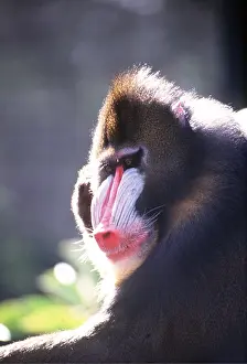 Thoughtful: MANDRILL BABOON