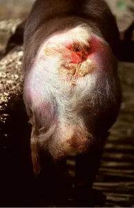 Faeces: MANDRILL BABOON - close-up of back side