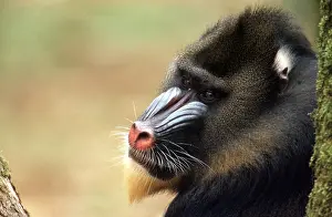 Thoughtful: MANDRILL BABOON - close-up of side of face
