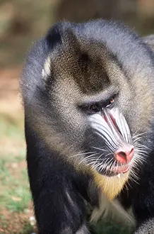 Baboons: MANDRILL BABOON - close-up of face
