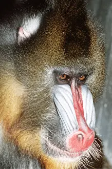 Nose: MANDRILL BABOON - close-up of face