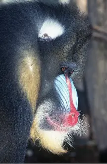Baboons: MANDRILL BABOON - close-up of head