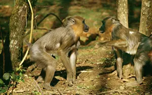 Mandrills: MANDRILL BABOON - two fighting