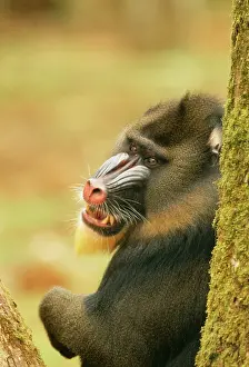 Beards: MANDRILL Baboon - leaning on tree