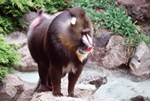 Baboons: MANDRILL BABOON - male