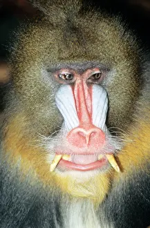 Fangs: Mandrill BABOON - Male, close-up of face