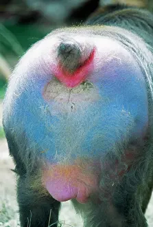 Mandrills: Mandrill BABOON - male, rear end